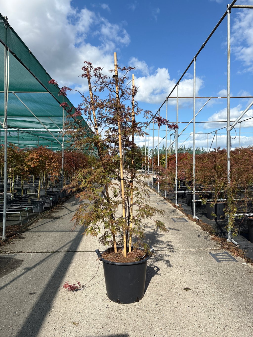 Acer pal. 'Orangeola' - C30 100-125 CM